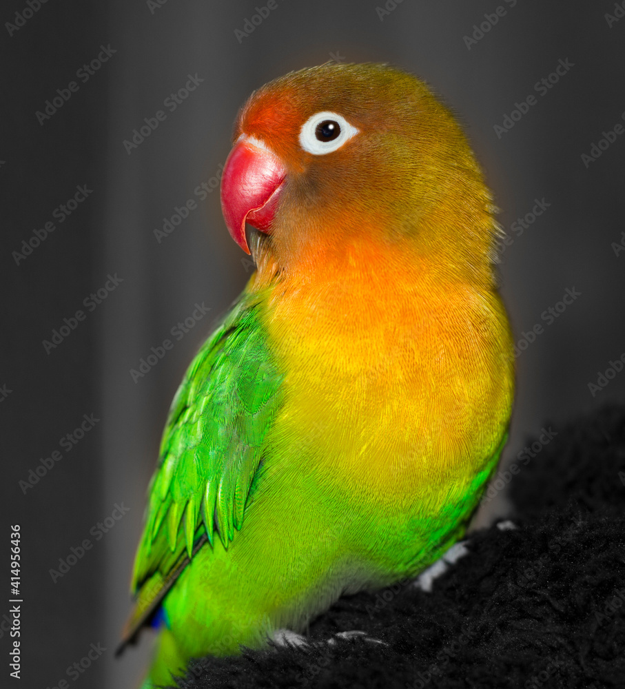 A close-up of a cute fisheri lovebird. The bird is green, yellow and red.