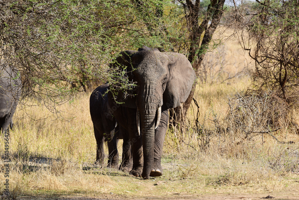 Obraz premium Elefantenmutter mit Baby im Tarangire-Nationalpark in Tansania
