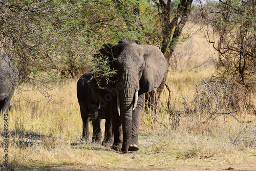 Elefantenmutter mit Baby im Tarangire-Nationalpark in Tansania