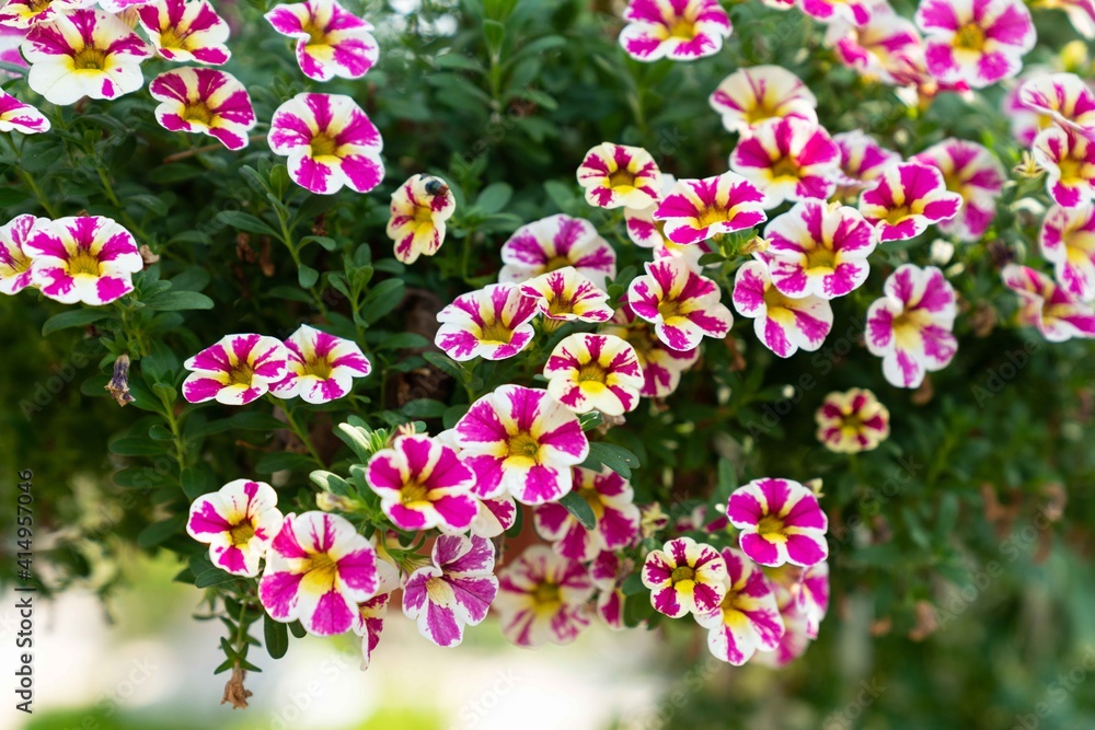 Petunia flowers Petunia flowers