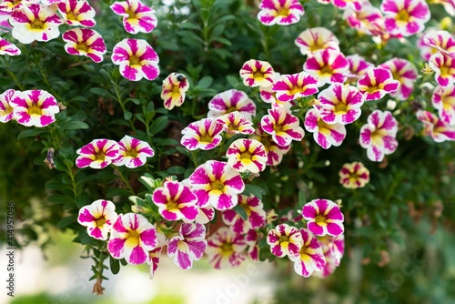 Petunia flowers