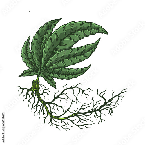 Handdrawn Root Cannabis