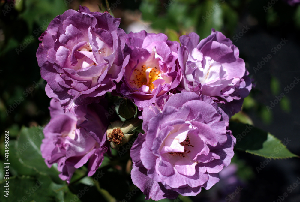 beautiful flowers in nature in the botanical garden beautiful flowers in nature in the botanical garden
