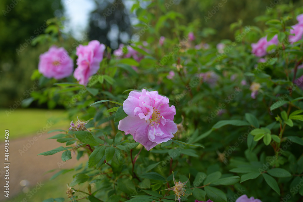 Large wild rose bush with delicate pink flowers Large wild rose bush with delicate pink flowers