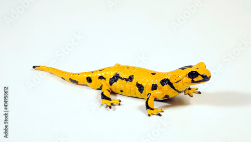 high yellow Fire salamander // gelber Feuersalamander (Salamandra salamandra) photo