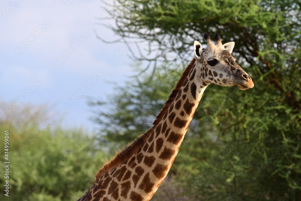 Giraffe im Tarangire-Nationalpark in Tansania Giraffe im Tarangire-Nationalpark in Tansania