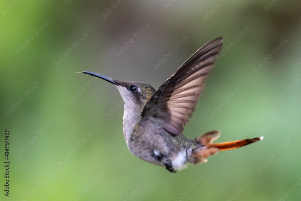 Fototapeta premium Best Humminbird from Ecuador in the flight, wildlife from tropic jungle. Wildlife scene from nature. Hummingbird with flower, in flight. Colibri, Trochilidae, (disambiguation), Hermit.