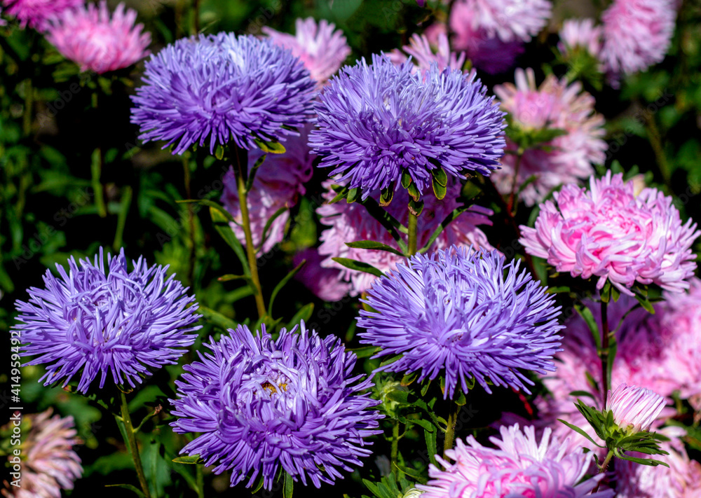beautiful flowers in nature in the botanical garden beautiful flowers in nature in the botanical garden