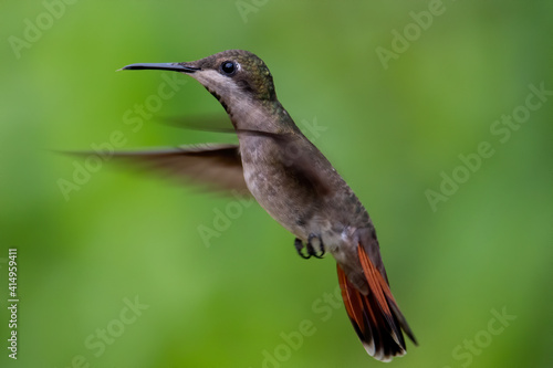 Best Humminbird from Ecuador in the flight, wildlife from tropic jungle. Wildlife scene from nature. Hummingbird with flower, in flight. Colibri, Trochilidae, (disambiguation), Hermit.