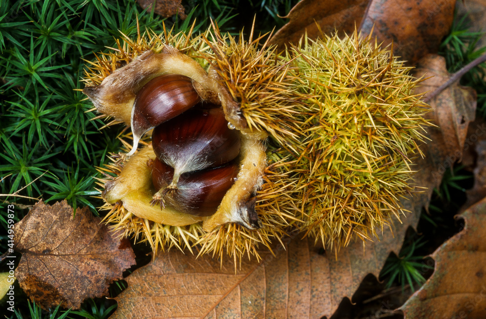 Châtaignier, Castanea sativa, chataigne, bogue Châtaignier, Castanea sativa, chataigne, bogue