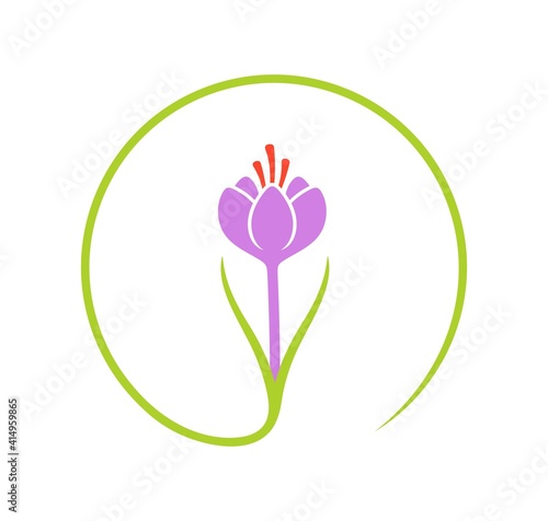 Saffron flower. Isolated saffron on white background