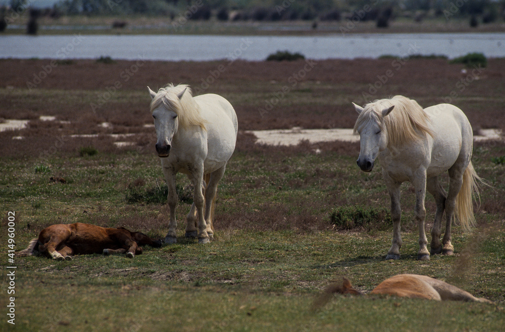 Cheval, race Camarguaise, Camargue, 34 Cheval, race Camarguaise, Camargue, 34