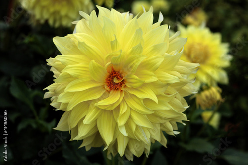 beautiful flowers in nature in the botanical garden