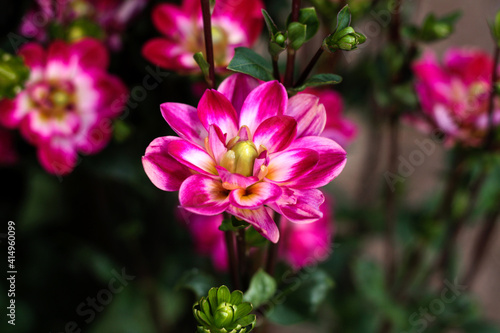 beautiful flowers in nature in the botanical garden