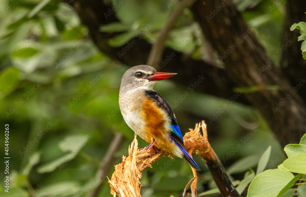 Fototapeta premium Grey-headed kingfisher