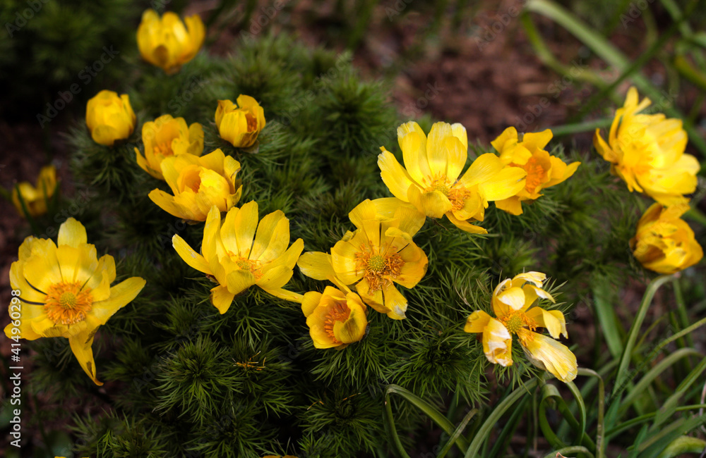 Obraz premium beautiful flowers in nature in the botanical garden