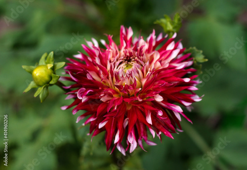 beautiful flowers in nature in the botanical garden