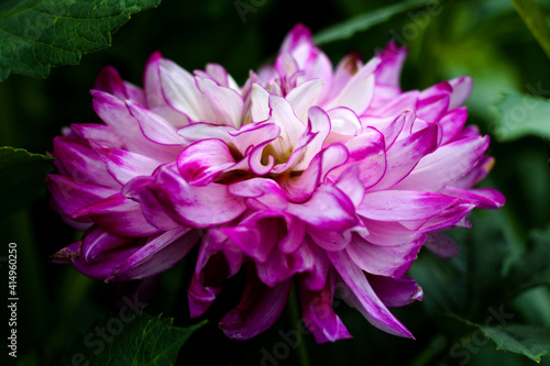 beautiful flowers in nature in the botanical garden