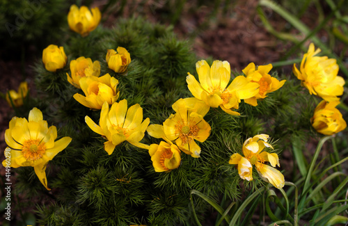 beautiful flowers in nature in the botanical garden