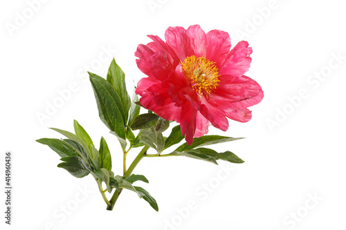 Beautiful bright pink peony flower isolated on white background.