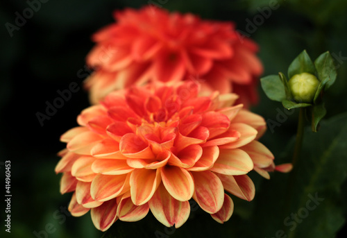 beautiful flowers in nature in the botanical garden
