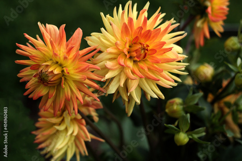 beautiful flowers in nature in the botanical garden