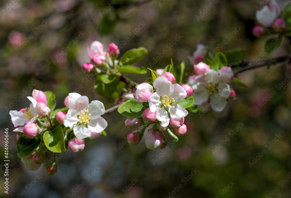 Fototapeta premium beautiful flowers in nature in the botanical garden