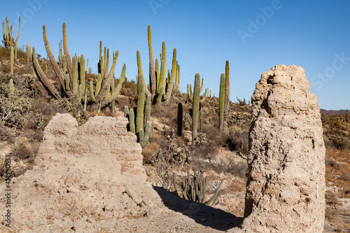 Ruins of San Fernando Velicata mission surround by cardon cacti in Baja California, Mexico