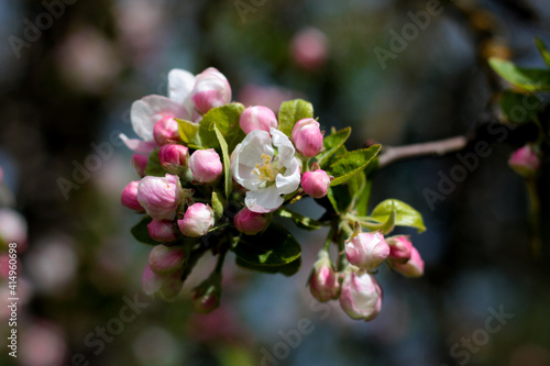 beautiful flowers in nature in the botanical garden