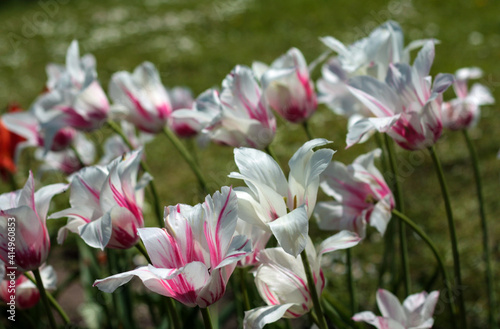 beautiful flowers in nature in the botanical garden