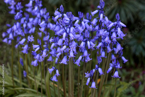beautiful flowers in nature in the botanical garden