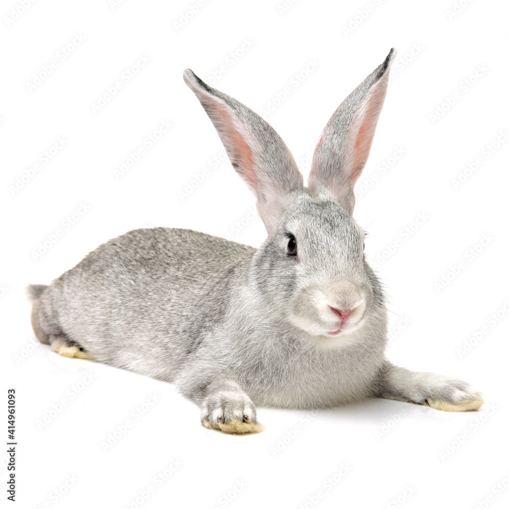 grey rabbit on a white background grey rabbit on a white background