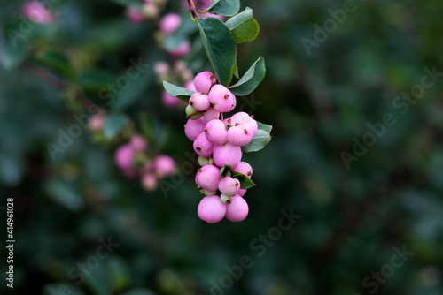 beautiful flowers in nature in the botanical garden