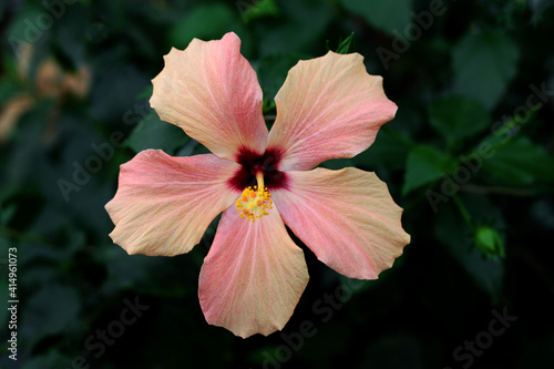 beautiful flowers in nature in the botanical garden