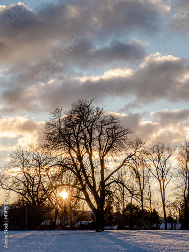 Baum vor Abendhimmel