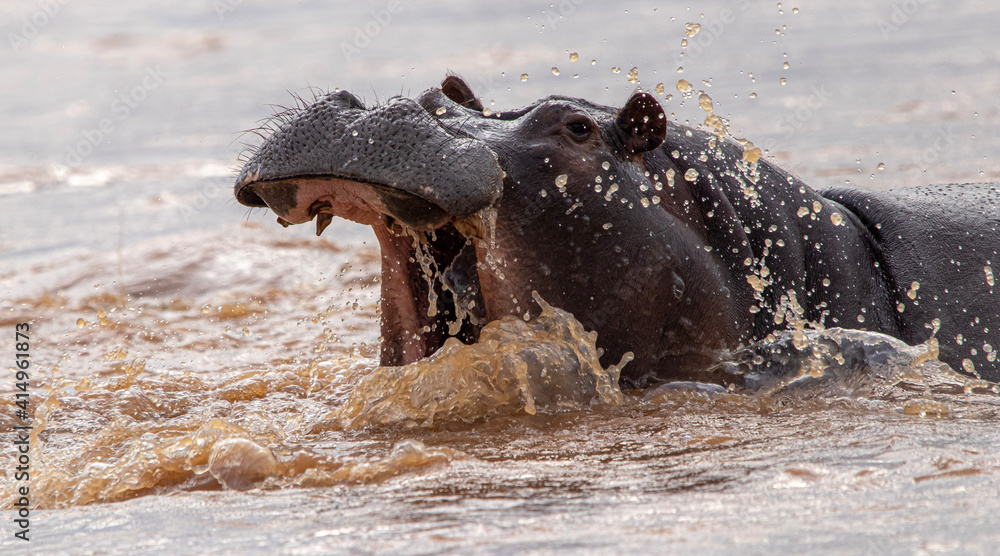 Fototapeta premium hippopotamus in water
