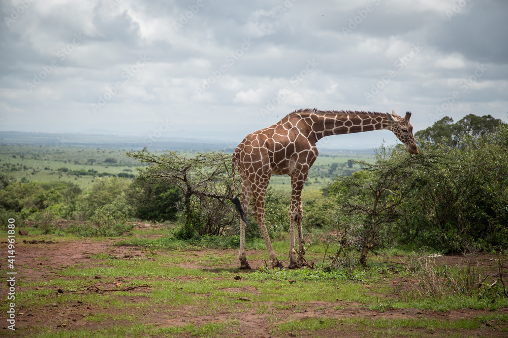 Alone giraffe in the national nature park in Africa. Alone giraffe in the national nature park in Africa.