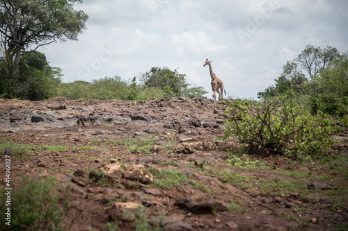 Alone giraffe in the national nature park in Africa.