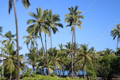 Wallpaper Mural palm trees on the beach Torontodigital.ca