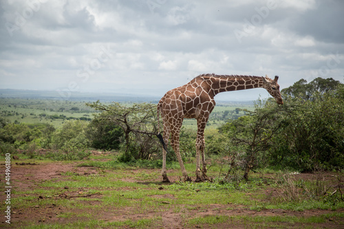 Alone giraffe in the national nature park in Africa.