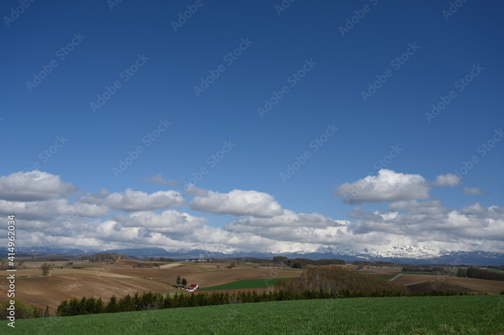 Fototapeta premium sheep in the field