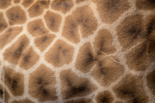 Pattern on the skin of a giraffe