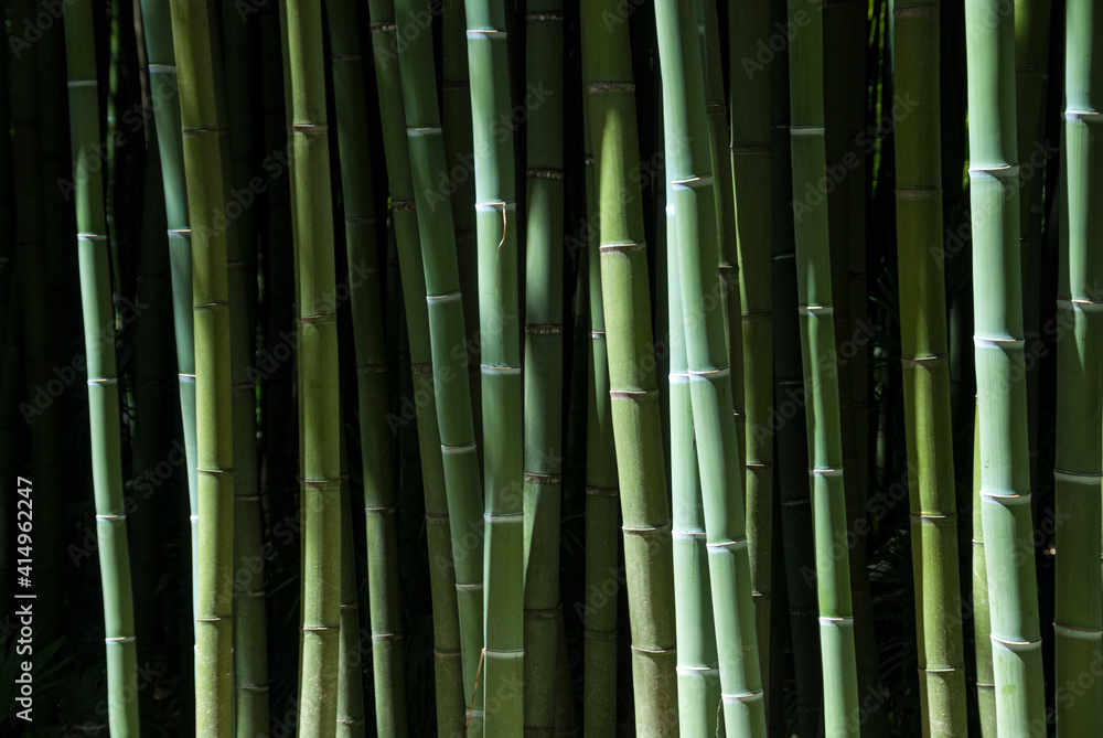 Bamboo Bamboo