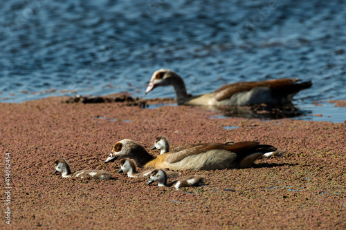 Ouette d'Égypte,. Alopochen aegyptiaca, Egyptian Goose, Parc national Kruger, Afrique du Sud