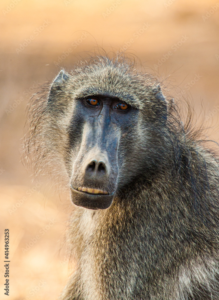 Chacma Baboons sitting in the African sun Chacma Baboons sitting in the African sun