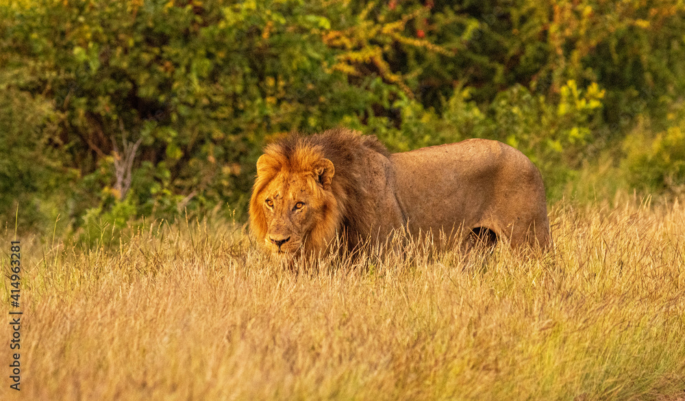 Fototapeta premium lion in the wild