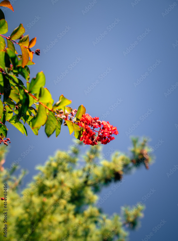 nature tree green flower red color background blue sky nature tree green flower red color background blue sky