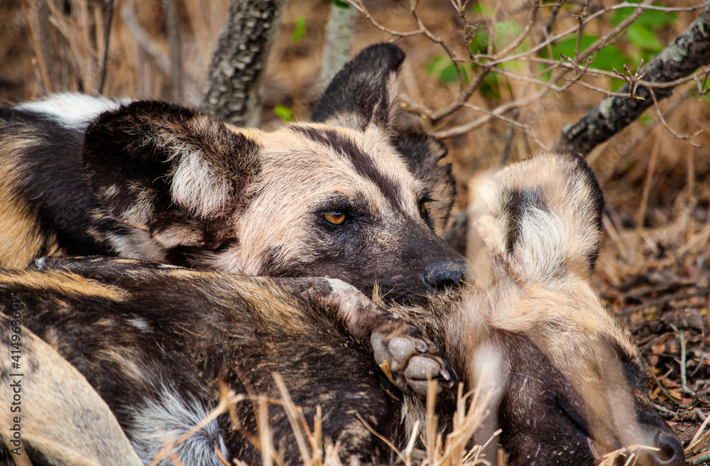 African Wild Dogs resting in the grasslands of the Kruger National Park, South Africa African Wild Dogs resting in the grasslands of the Kruger National Park, South Africa