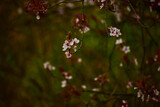 Spring Flowers , Daisy, Cherry Blossoms , Purple flower