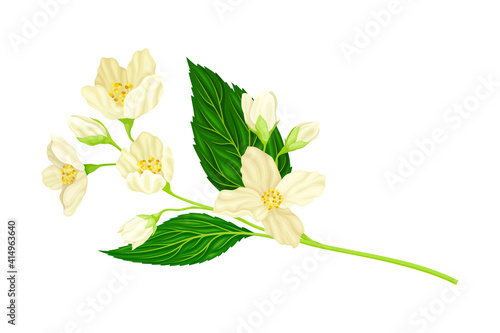 Jasmine Plant Specie on Stem with White Fragrant Flowers Closeup View Vector Illustration